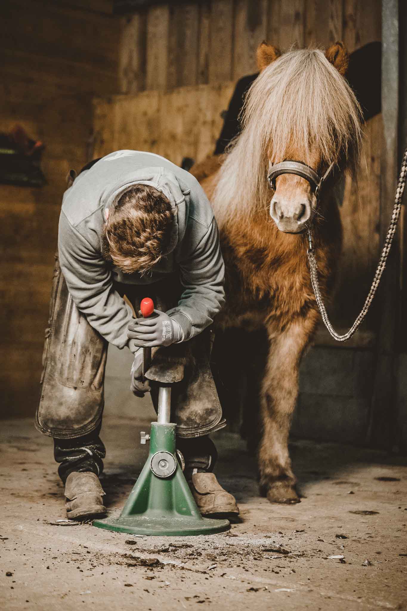 Fynn-Rohlfshagen_Hufschmied_Problempferd